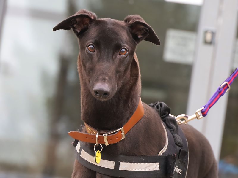 Jack | Greyhound | Leeds - 1