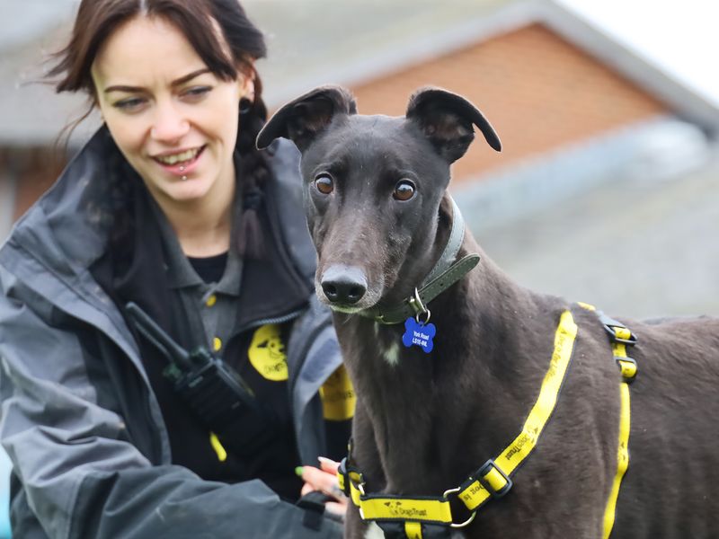 Trout | Greyhound | Leeds - 1