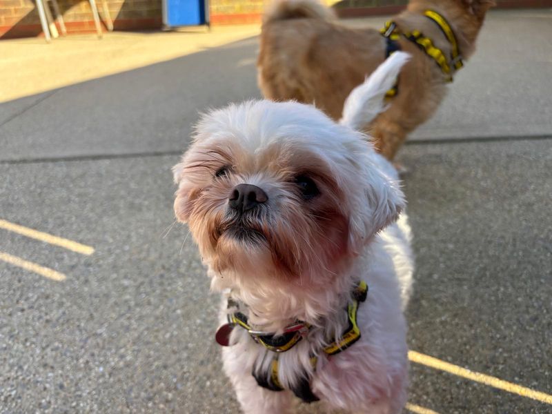 Rosie | Maltese | Salisbury (Wiltshire) - 1