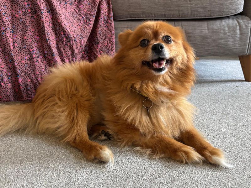 Kia | Pomeranian | Salisbury (Wiltshire) - 1