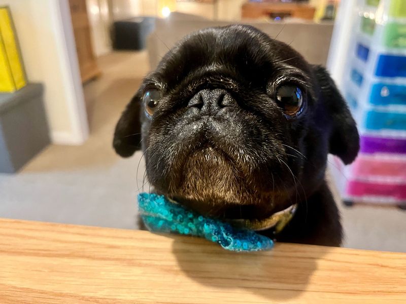 Pug Dogs And Puppies For Adoption