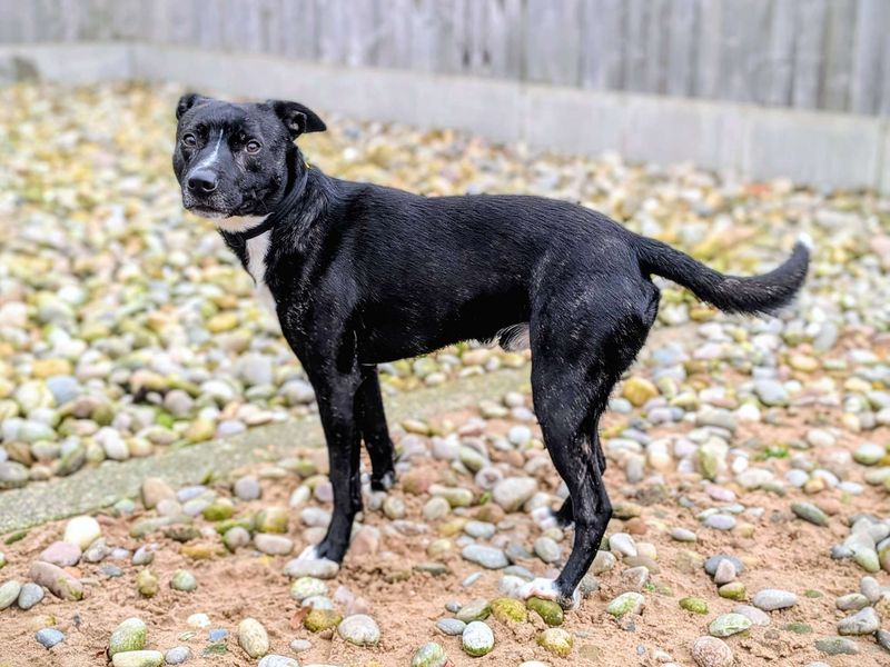 Tipsy | Collie (Border) Cross | Cardiff - 1