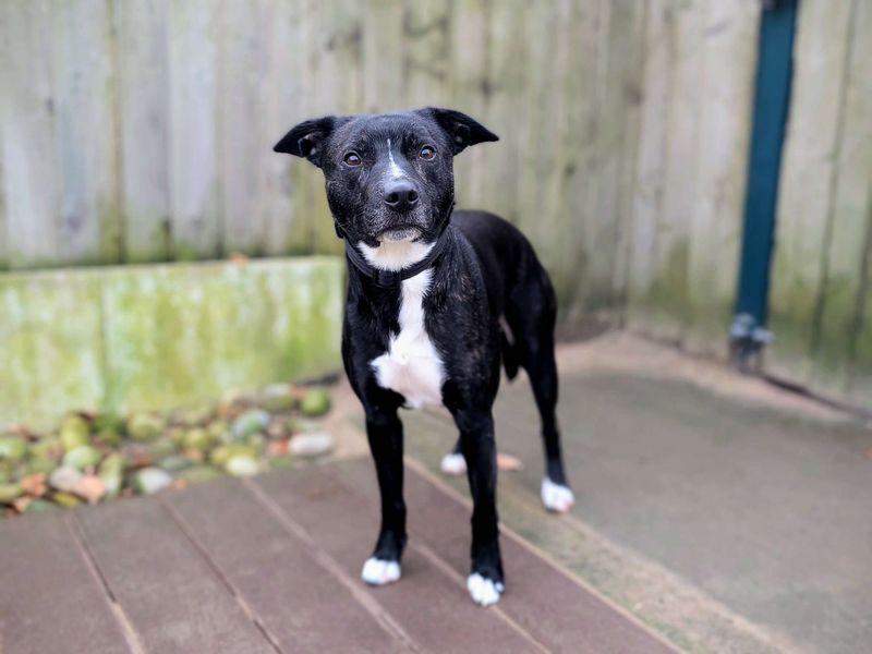 undefined | Collie (Border) Cross | undefined - 2