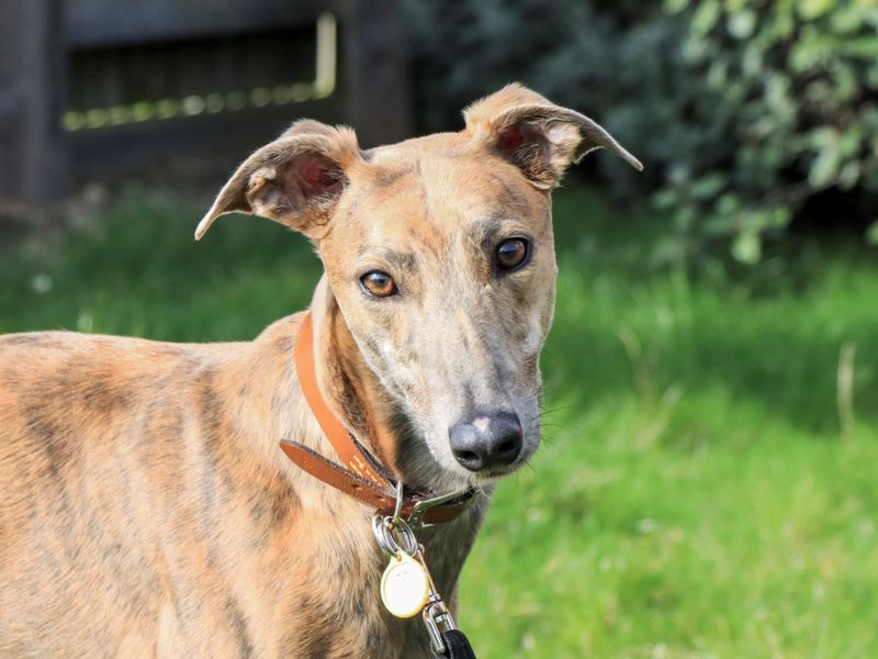 Greyhound Dogs And Puppies For Adoption