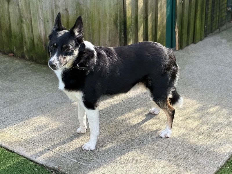 Brandy | Collie (Border) | Cardiff - 1