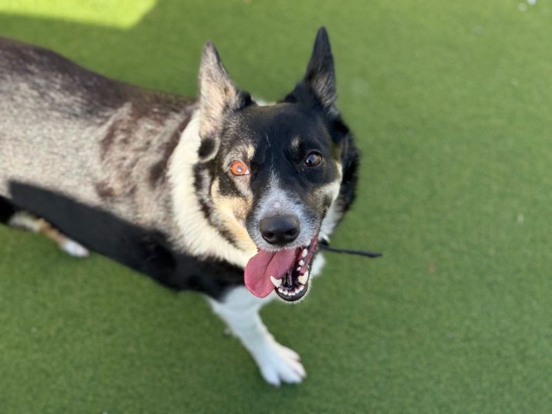 Brandy - Image 2 of 5