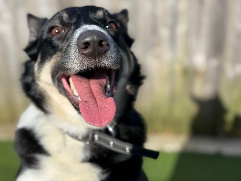 Brandy - Image 4 of 5