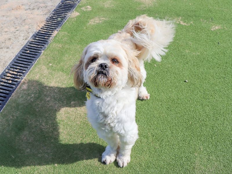 Kirby, a 4 years old male Lhasa Apso available for adoption from Dogs Trust in West Midlands