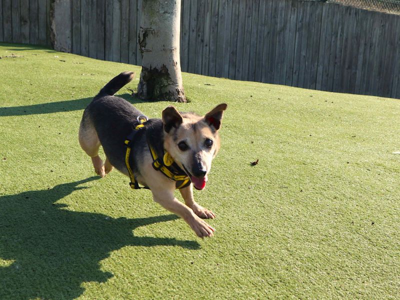 undefined | Terrier (Jack Russell) | undefined - 4