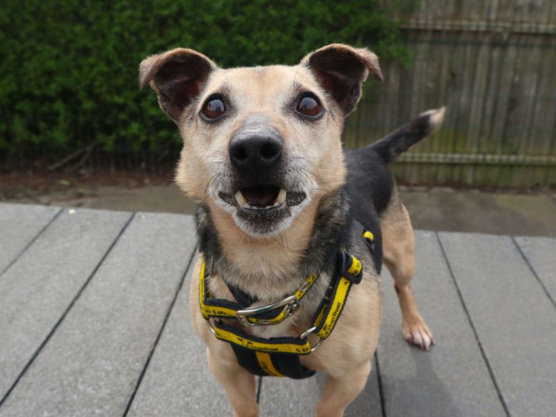 undefined | Terrier (Jack Russell) | undefined - 2