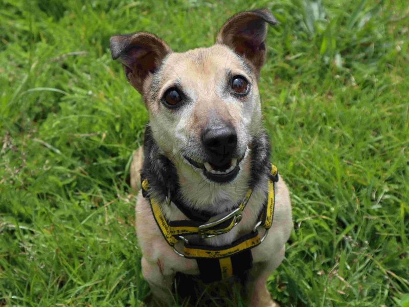 Clive | Terrier (Jack Russell) | Harefield West London - 3