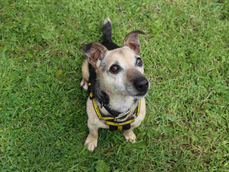 Clive | Terrier (Jack Russell) | Harefield West London - 4