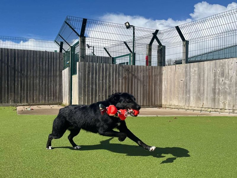 Border Collie Dogs And Puppies For Adoption