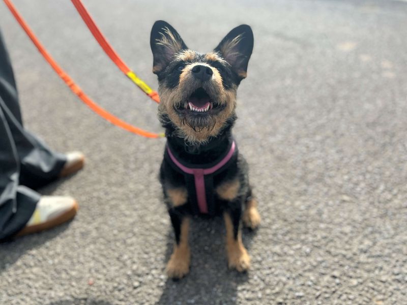 Raven - Image 4 of 6