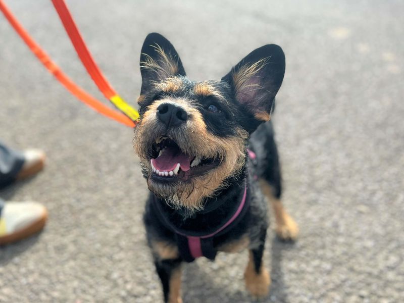 Raven | Terrier (Yorkshire) Cross | Bridgend (Wales) - 1