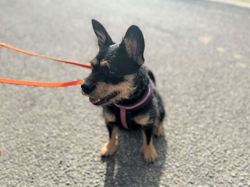 Raven - Image 5 of 6