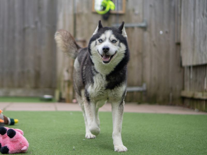 Siberian Husky Dogs And Puppies For Adoption
