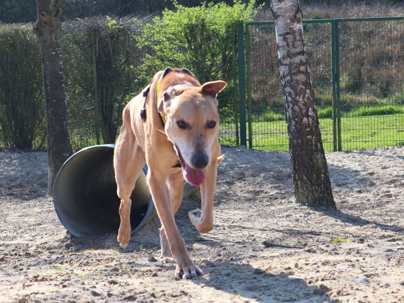 undefined | Lurcher | undefined - 2