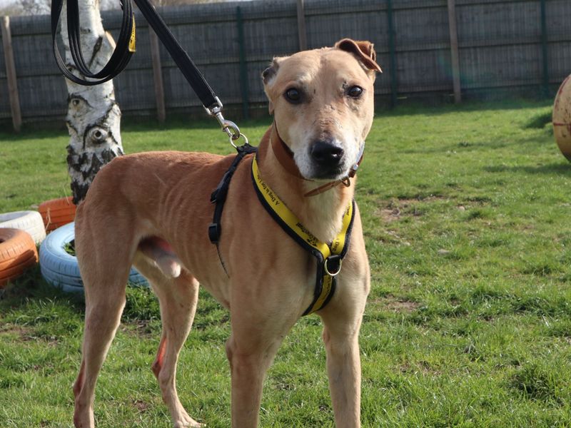 undefined | Lurcher | undefined - 3