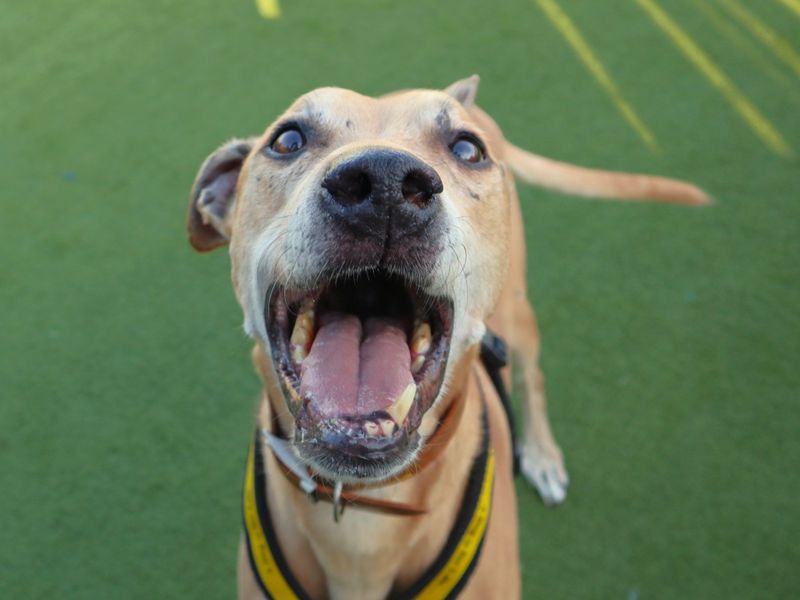 Kosta | Lurcher | Harefield West London - 1