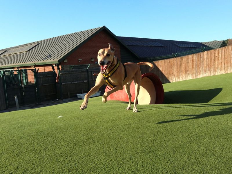 Kosta | Lurcher | Harefield West London - 3
