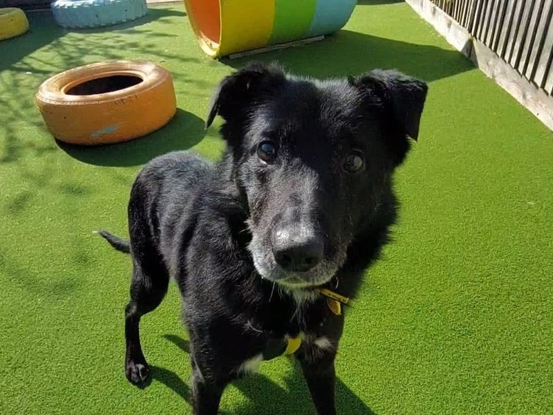 Keeper | Collie (Border) Cross | Shoreham (Sussex) - 1