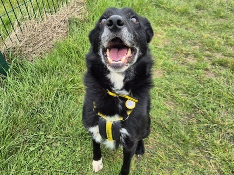 undefined | Collie (Border) Cross | undefined - 2