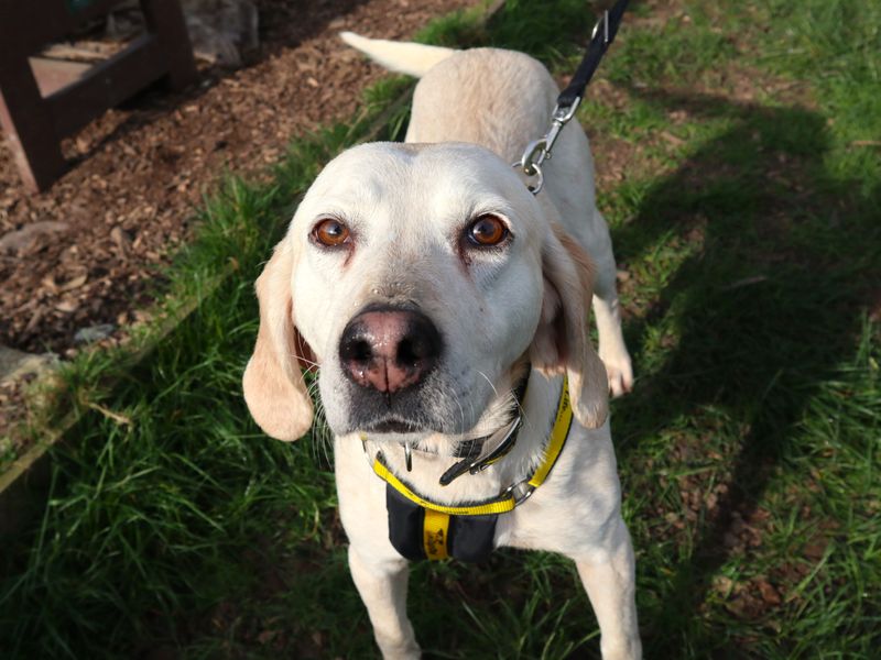 undefined | Foxhound | undefined - 2