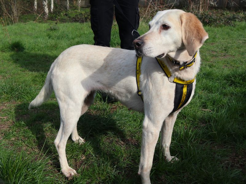 Nutmeg | Foxhound | Harefield West London - 1