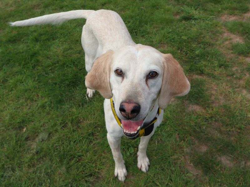 undefined | Foxhound | undefined - 1