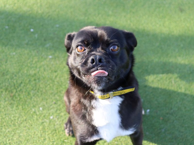 Pug Dogs And Puppies For Adoption
