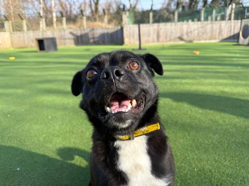 Filbert - Image 2 of 2