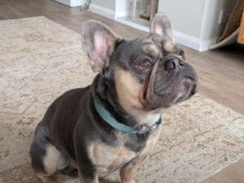 Albus - Image 2 of 5