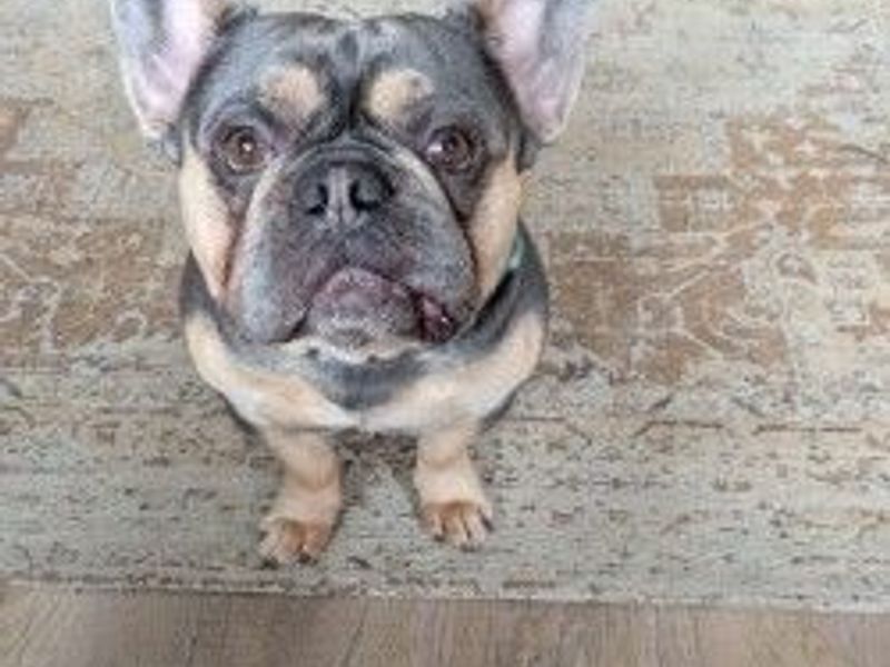 Albus | French Bulldog | Newbury (Berkshire) - 1