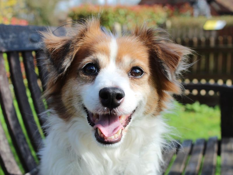 Paddington (Paddy) - Image 2 of 5