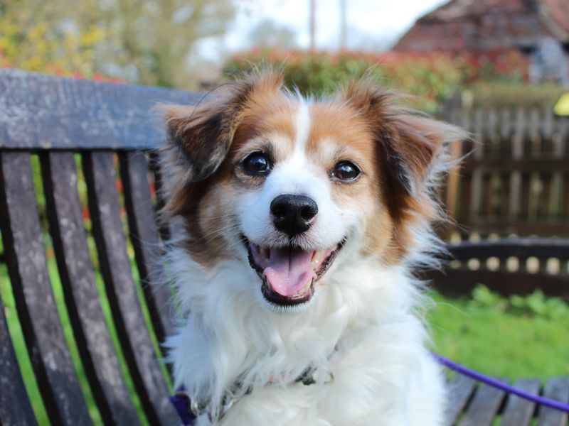 Paddington (Paddy) - Image 4 of 5