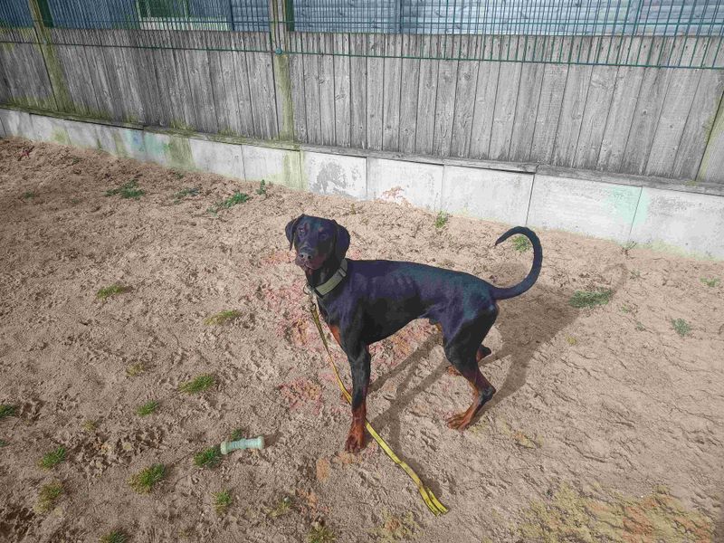 Doberman Dogs And Puppies For Adoption