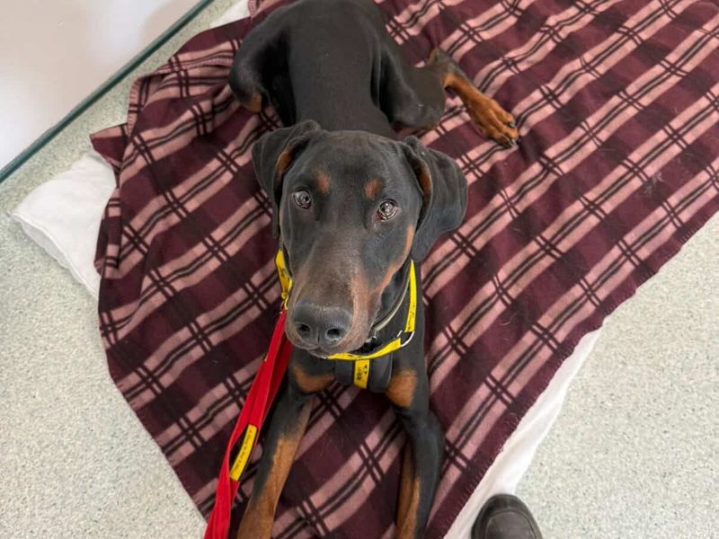 Jax | Dobermann | Loughborough - 1