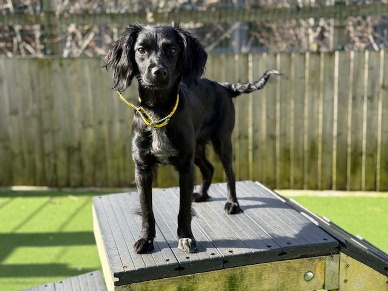 Sambuca | Spaniel (Cocker) | Cardiff - 1