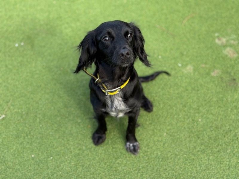 Sambuca - Image 7 of 7