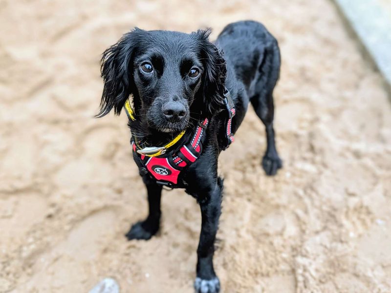 Sambuca - Image 2 of 7