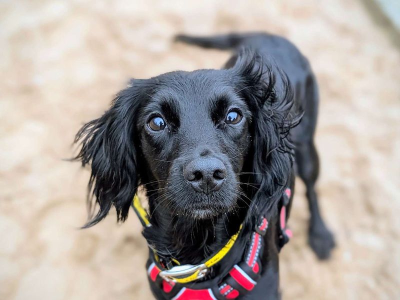 Sambuca - Image 6 of 7