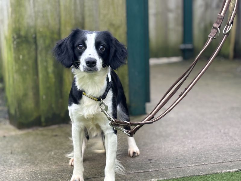 Pumpkin - Image 2 of 4