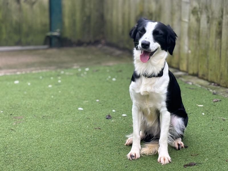 Pumpkin - Image 4 of 4