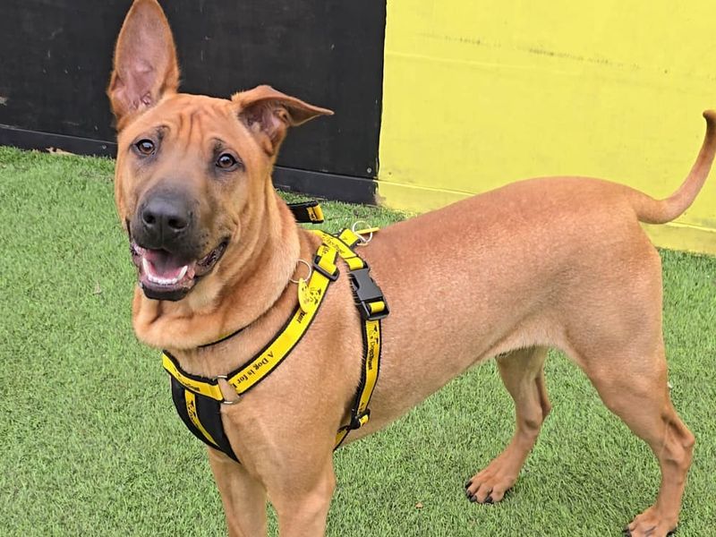 Mallow | Shar Pei Cross | West Calder (Edinburgh) - 1