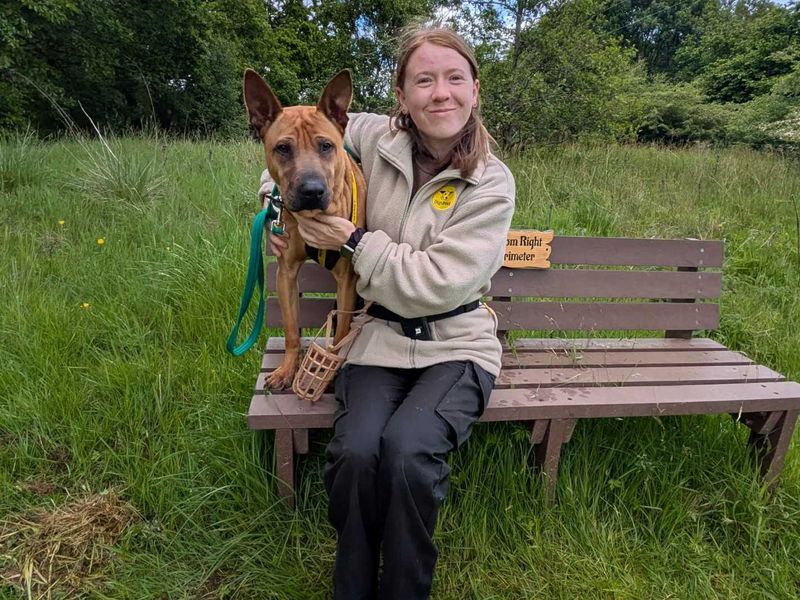 Mallow | Shar Pei Cross | West Calder (Edinburgh) - 2