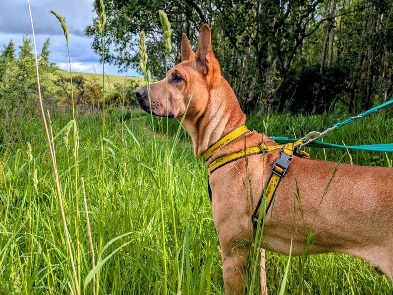 Mallow | Shar Pei Cross | West Calder (Edinburgh) - 6