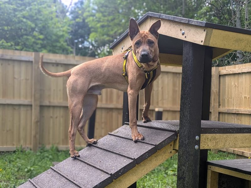 Mallow | Shar Pei Cross | West Calder (Edinburgh) - 4
