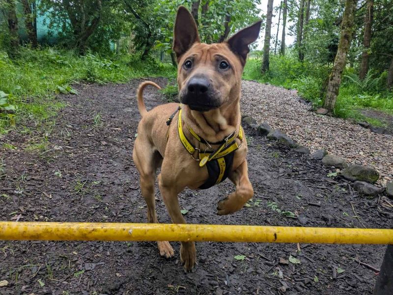 Mallow | Shar Pei Cross | West Calder (Edinburgh) - 5
