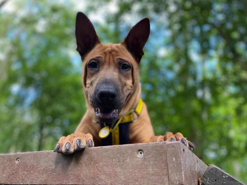 Mallow | Shar Pei Cross | West Calder (Edinburgh) - 3